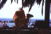 Kamel am Strand (19KB)