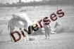 Diverses