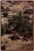 Palmengruppe bei Marrakech (25KB)