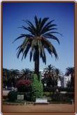 "Oase" in Casablanca (21KB)