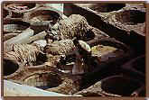 Gerberei in Fes (32KB)