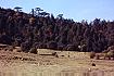 Landschaft bei Ifrane (32KB)