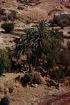Palmengruppe bei Marrakech (25KB)