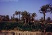 Palmenhain bei Marrakech (21KB)