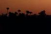 Sonnenaufgang �ber Marrakech (11KB)